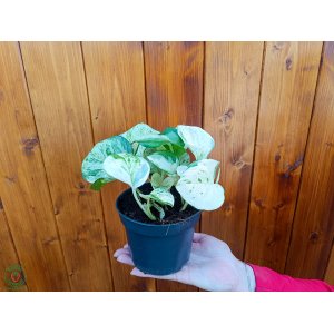 Potosovec (Epipremnum) ´HAPPY LEAF´ - výška 10 cm, Ø 10-15 cm, kont. C1L